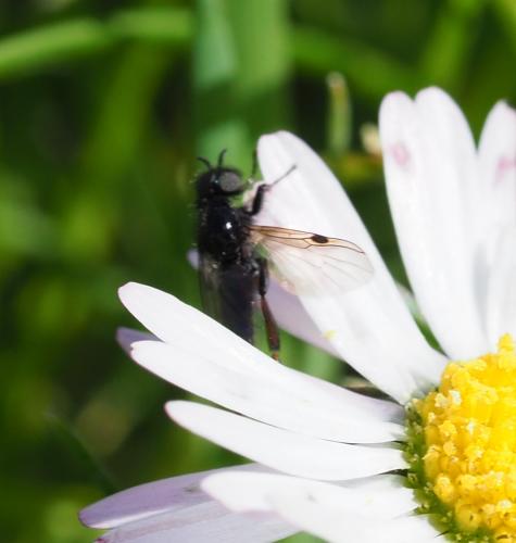 Bibio sp.